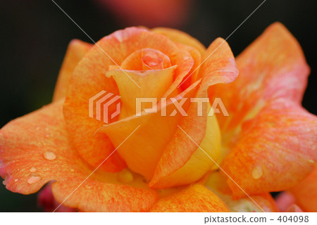 Rose of orange 404098