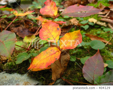 Small autumn leaves Small autumn leaves 404129