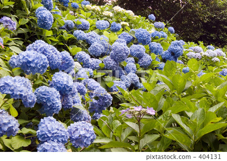 Blooming on the slope Blooming on the slope 404131