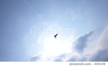 bird bird 404149
