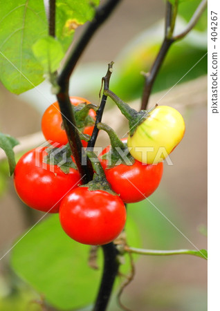 Solanum sensation Solanum sensation 404267