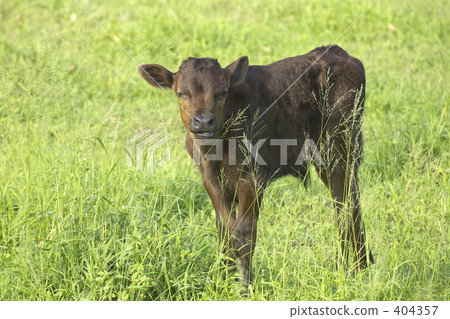 Kuroge Wagyu beef 's calf 404357