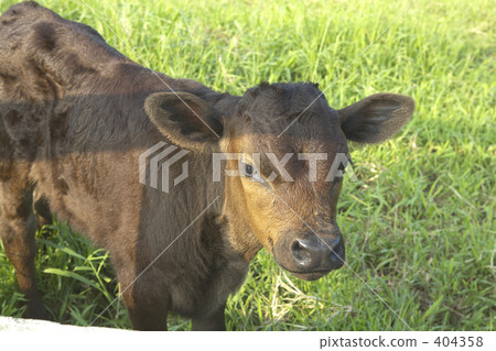 Kuroge Wagyu beef 's calf 404358