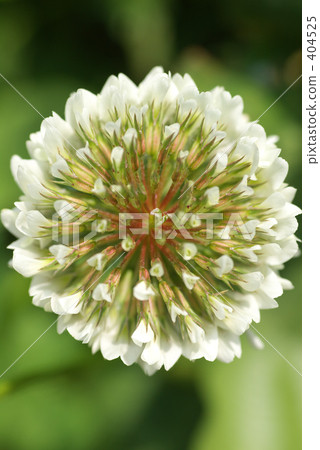 直接從上面的白色植物 直接從上面的白色植物 404525