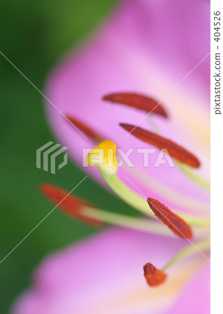 百合的尖端 百合的尖端 404526