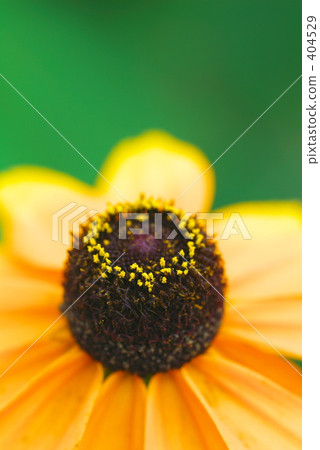 Rudbeckia's flower cake Rudbeckia's flower cake 404529