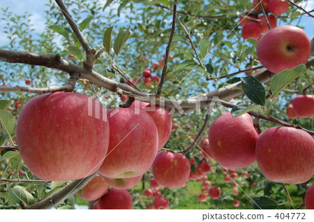 "Aomori Apples" 2008 harvest 404772
