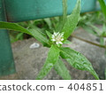 一朵花 404851