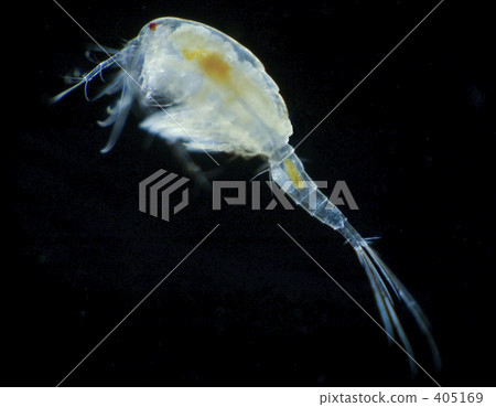 Ken Daphnia（旁） 405169