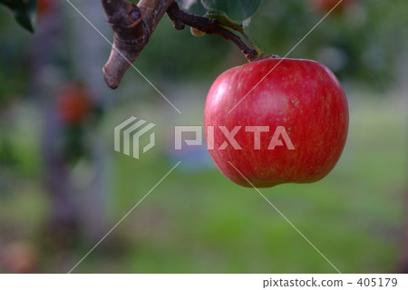Red apple 405179