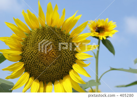Summer · Sunflower · Parents Summer · Sunflower · Parents 405280
