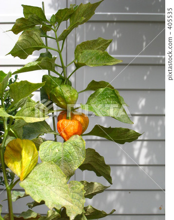 地面櫻桃。 地面櫻桃。 405535