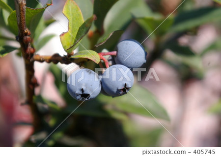 Raspberry Hokkaido Sapporo City Higashi-ku Sato Land 405745