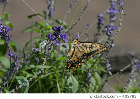 Swallowtail 405793