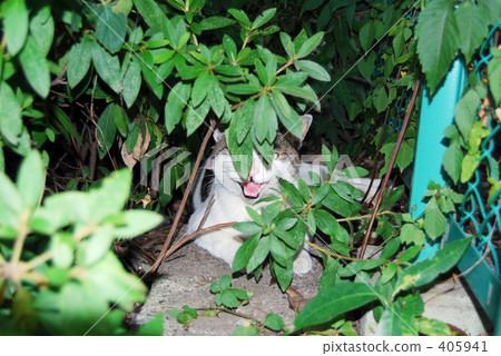 The King of Beasts? The King of Beasts? 405941