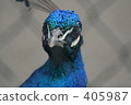 鳥類 405987
