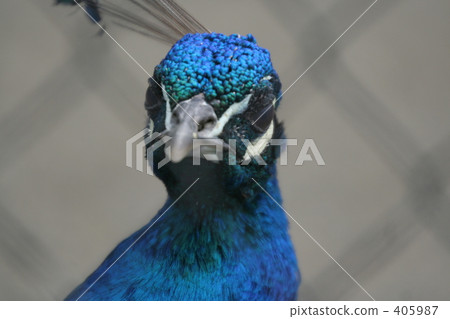鳥類 鳥類 405987