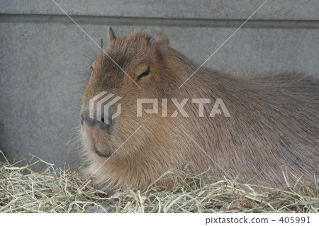 動物午睡 動物午睡 405991