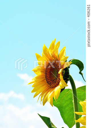 Sunflower 06 406261
