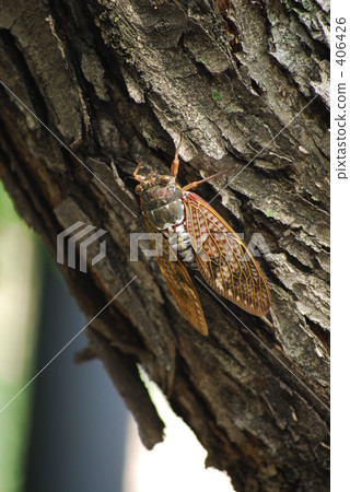 Cicadas 406426