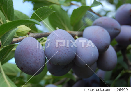 prune  406469