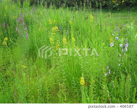 Wetland flowers 406587