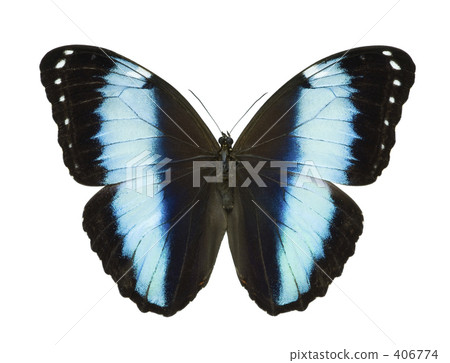 Achilles morpho butterfly Achilles morpho butterfly 406774