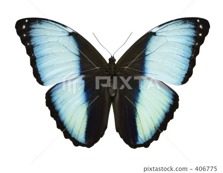 臀部Morpho蝴蝶 406775