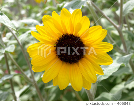 sunflower sunflower 406848