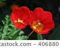 花 406880