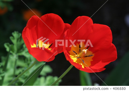 花 花 406880