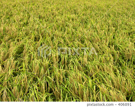 Rice Rice 406891