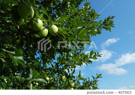 green apple green apple 407003