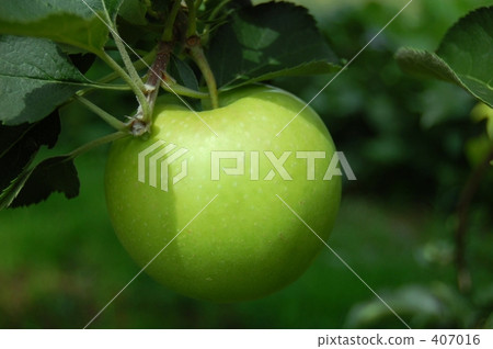 青蘋果  407016