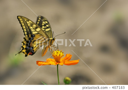 Kiageha and Kivanakosmos 407183