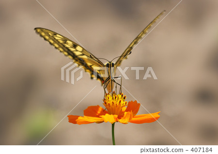 Kiageha和Kivanakosmos 407184