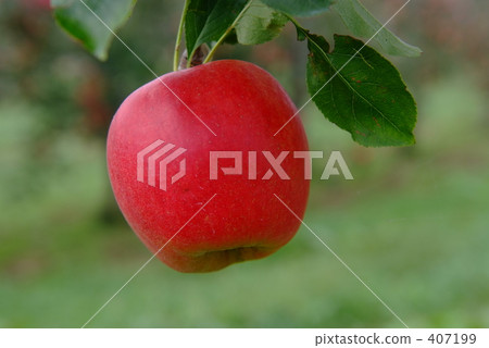 明亮的紅蘋果 407199