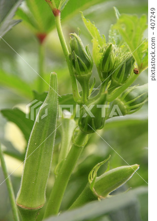 越來越多的秋葵果實 越來越多的秋葵果實 407249