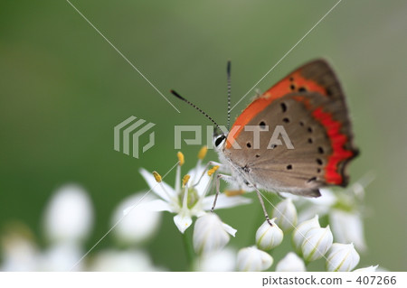 Red flowers and red leaves 407266