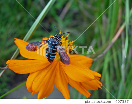 Happy Blue Bee 407587