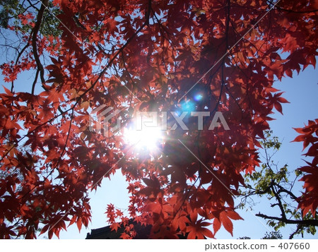 If autumn leaves Kyoto 3 407660