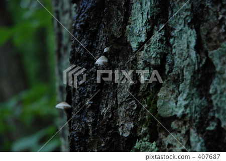 Small life 407687