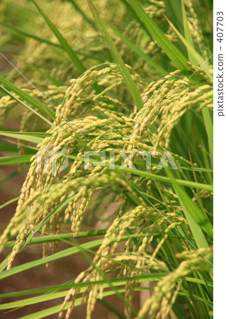 Rice panning a fruit head 407703