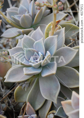Succulents like flowers Succulents like flowers 407951