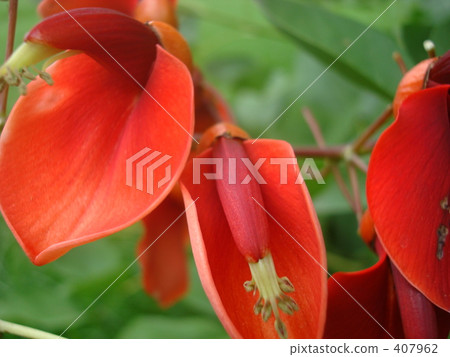 Flowers Flowers 407962