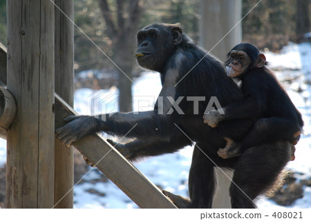 Chimpanzee # 6 Chimpanzee # 6 408021