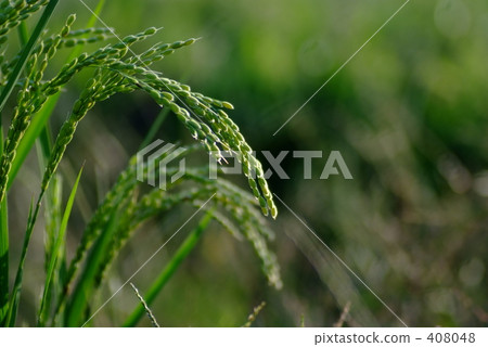 Rice field 408048