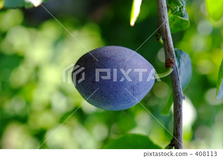 Sugar Prune Sugar Prune 408113