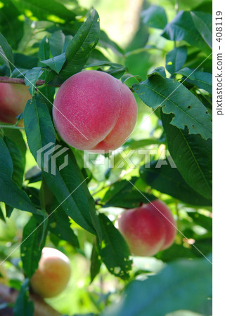 peach  408119