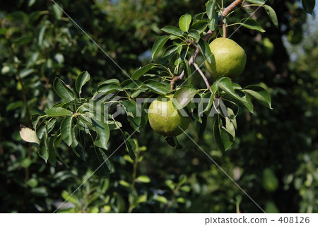 法國 法國 408126